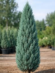 Juniperus chinensis 'Blue Point'