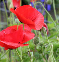 Seed - Poppy 'Flanders' - West Coast Seeds