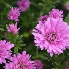 aster pink henry