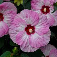 Hibiscus Summerific® 'Spinderella' - hibiscus