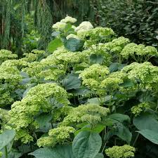 Hydrangea arborescens invincibelle sublime