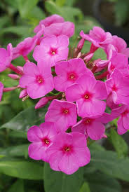 Phlox Paniculata Flame Pink