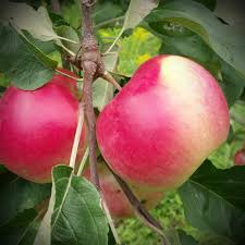 Malus Norland - Pommier Norland