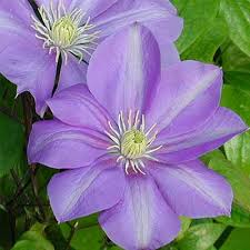 Clematis Will Barron