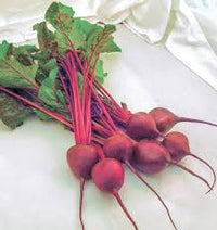 Seed - Beet 'Early Wonder Tall Top' - West Coast Seeds