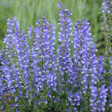 Salvia 'Azure Snow'