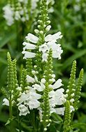 PHYSOSTEGIA 'CRYSTAL PEAK WHITE' (VIRGINIANA)