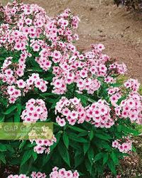 Phlox paniculata Prime Minister