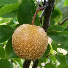Pyrus pyrifolia 'Shinseiki' - poirier (Poire asiatique)