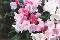 Rhododendron 'Crete'