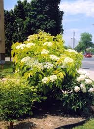 Sambucus canadensis "Aurea" - Sureau Du Canada - (sureau du Canada doré)