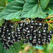 Ribes - cassis Titania