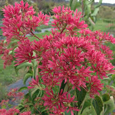 Heptacodium 'temple of bloom' seven-son flower