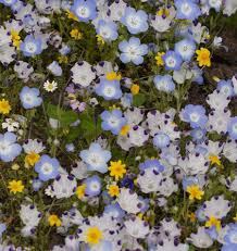 Seeds - Wildflowers (Lawn Alternative) - West Coast Seeds