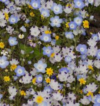 Seeds - Wildflowers (Lawn Alternative) - West Coast Seeds