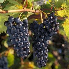 Vitis Radisson (vigne, raisin)