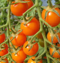 Seed - Tomato 'Sungold F1' - West Coast Seeds