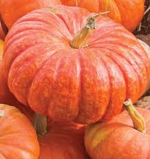 Seed - Pumpkin 'Rouge Vif d'Etampes' - West Coast Seeds