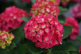Hydrangea macrophylla wee bit giddy