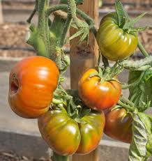Seed - Organic 'Black Krim' Tomato - West Coast Seeds