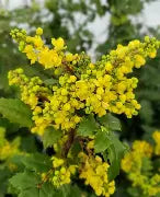 Mahonia aquifolium