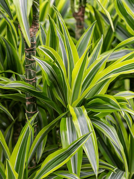 Dracaena Lemon Lime