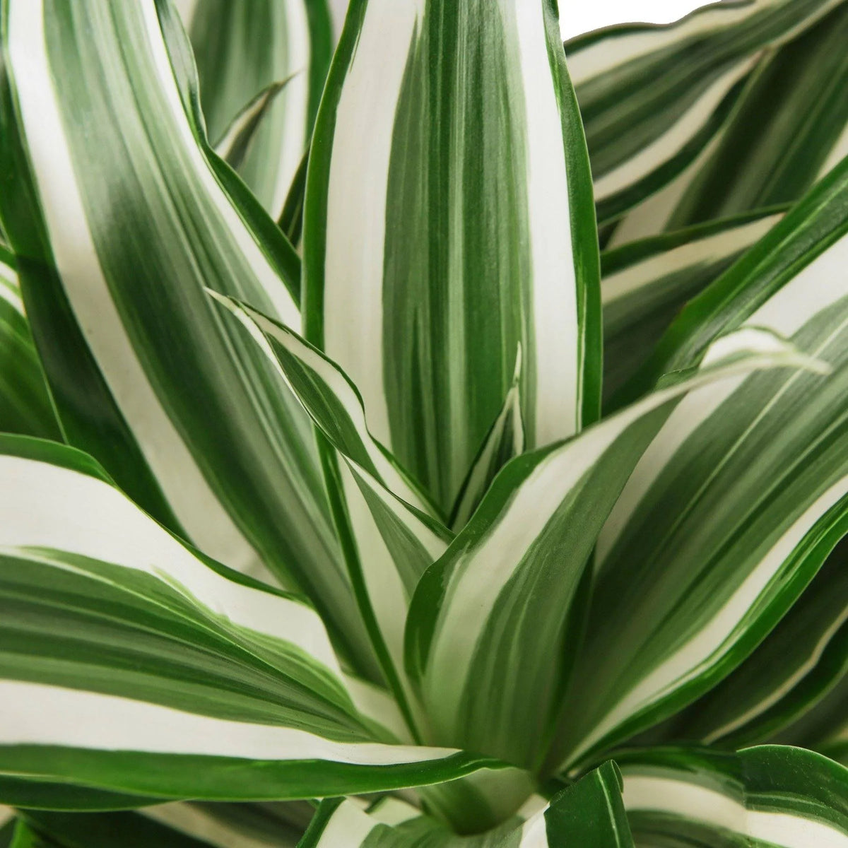 Dracaena Warneckii Cane Vert et blanc