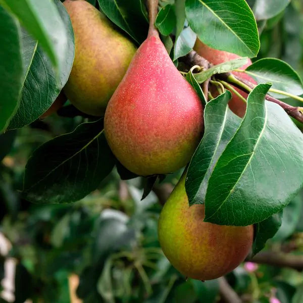 Pear trees - Pyrus Summercrisp – FleurExcel Inc.