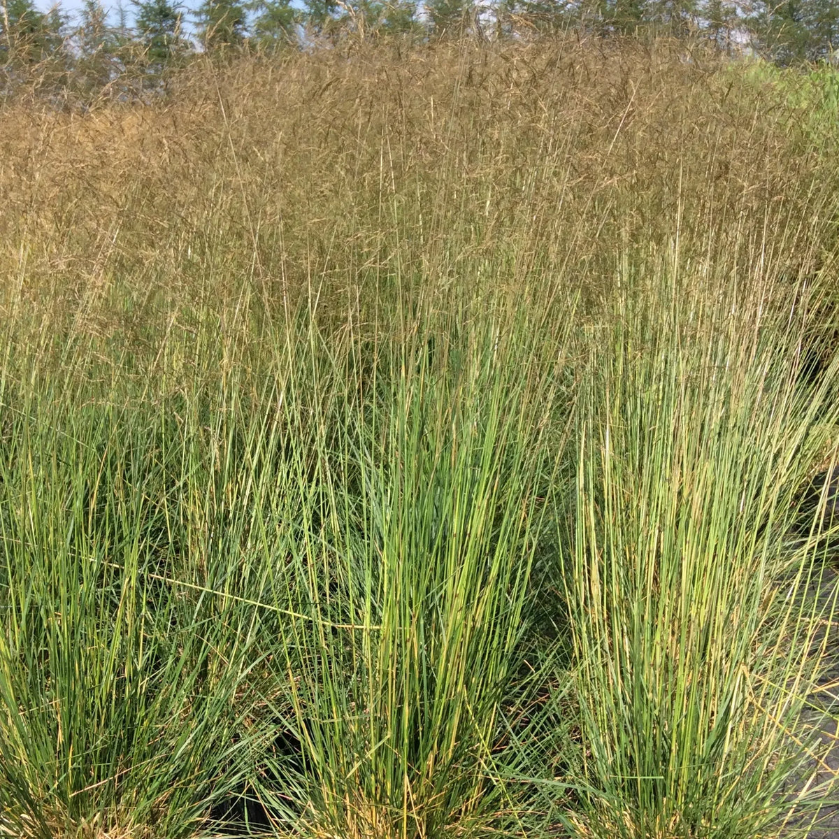 DESCHAMPSIA caespitosa ‘Bronzeschleier’