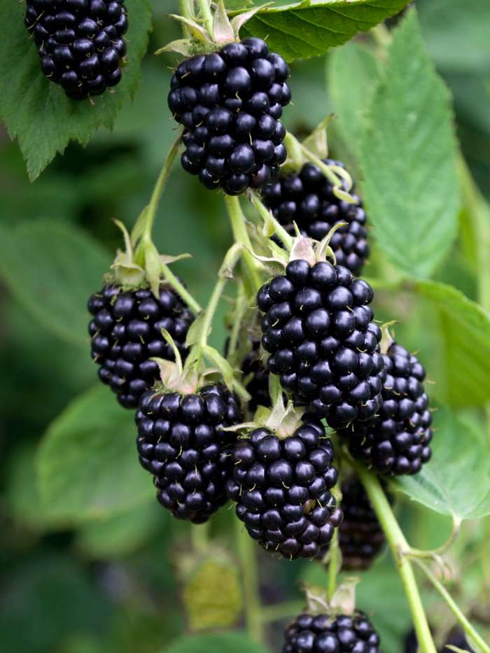 Rubus fruticosus 'Black Satin' - murier