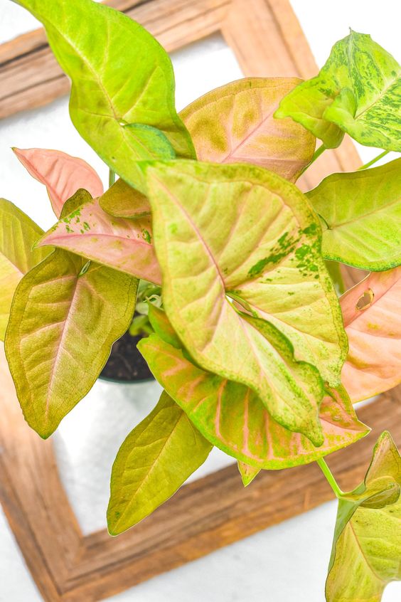 Syngonium 'Regina Red'