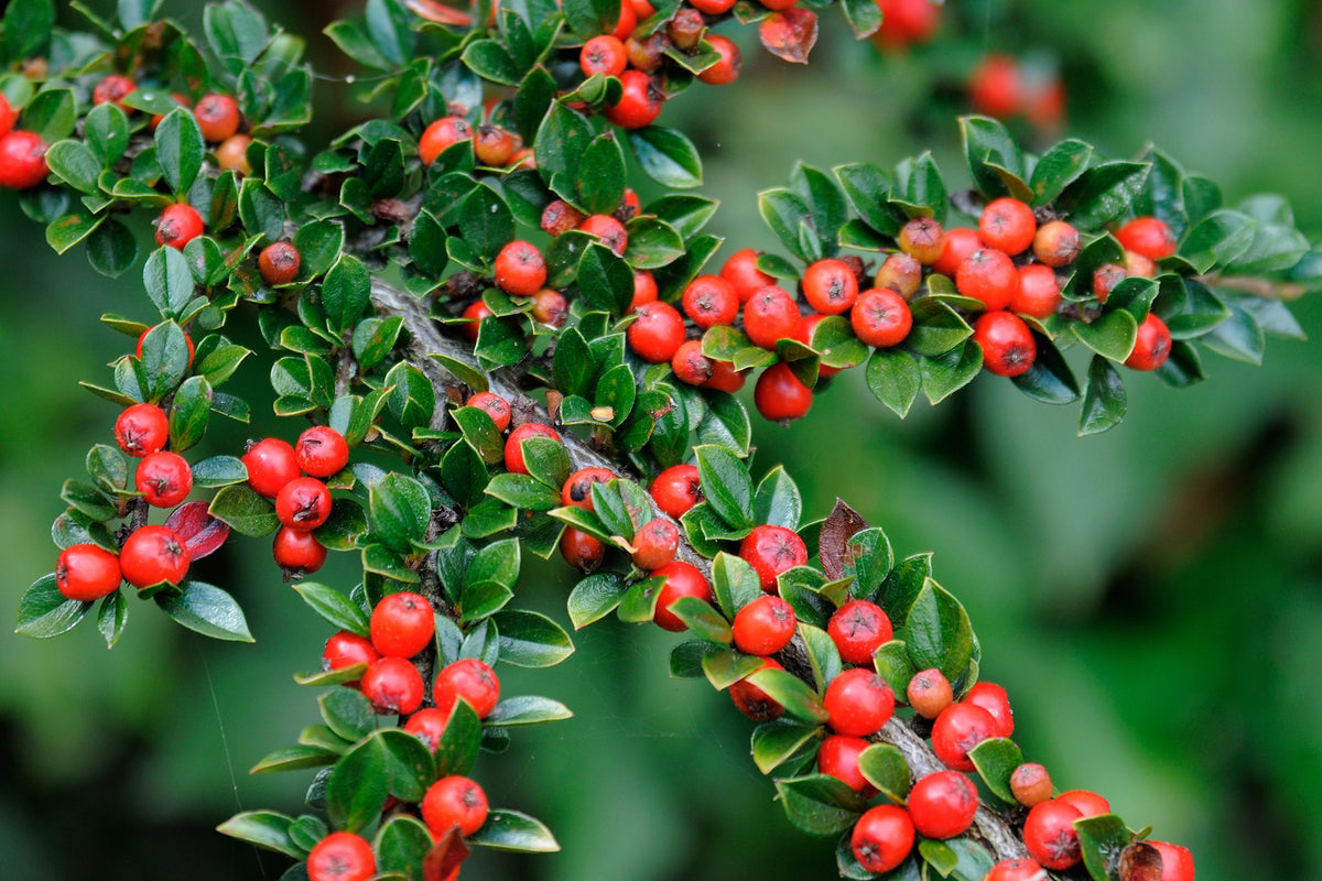 Cotoneaster suecicus ' Coral Beauty'