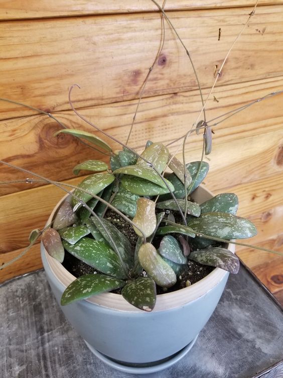 Hoya 'Sigillatis Borneo'