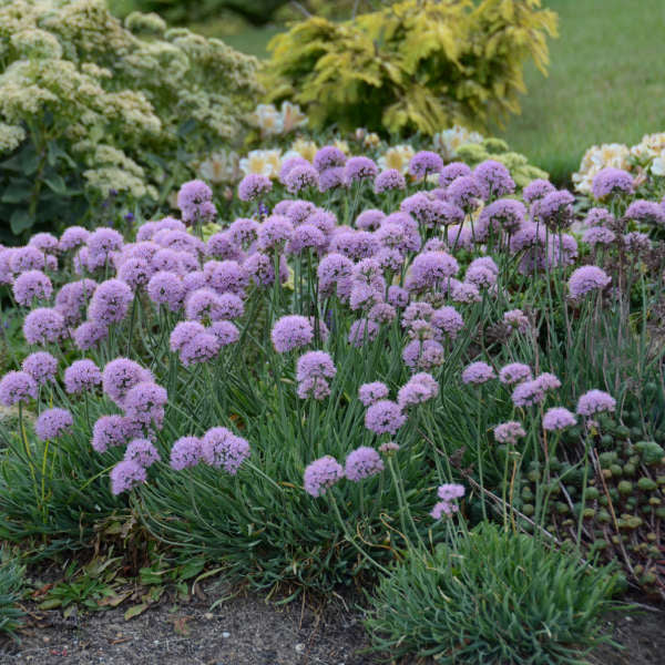 Allium senescens blue eddy