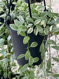 Dischidia Blanc Variegata