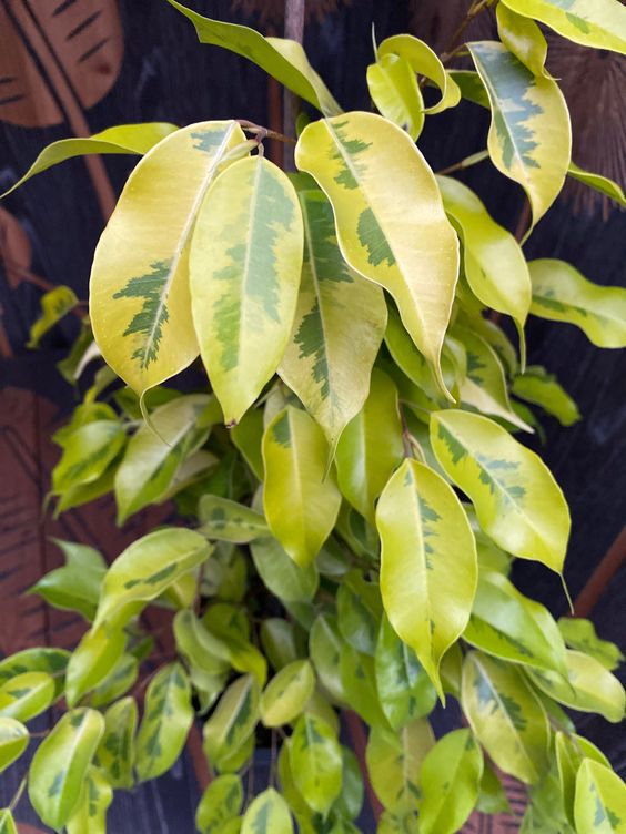 Ficus benjamina Lime