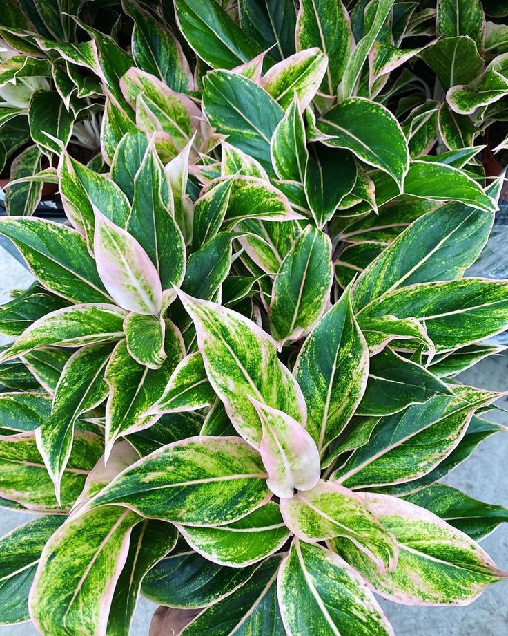 Aglaonema Pink Siam