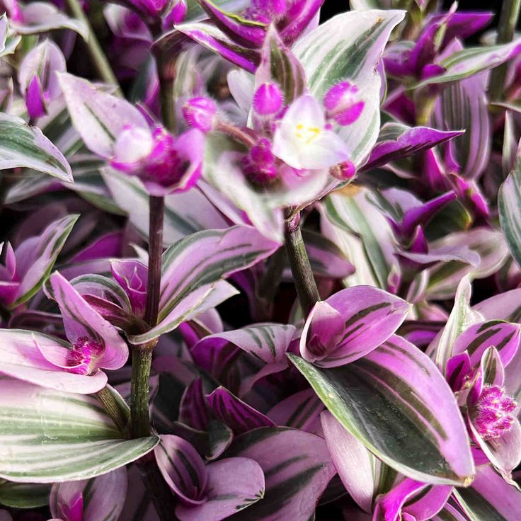 Tradescantia Albiflora Nanouk XL - Planta Colgante Rosa Natural En Maceta ø15cm