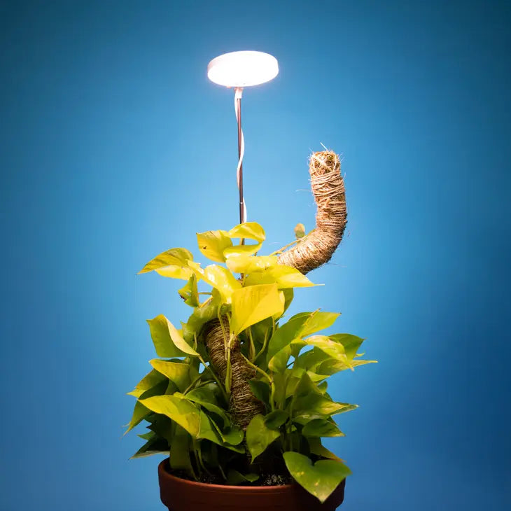 Lampe LED réglable pour plantes - Mossify