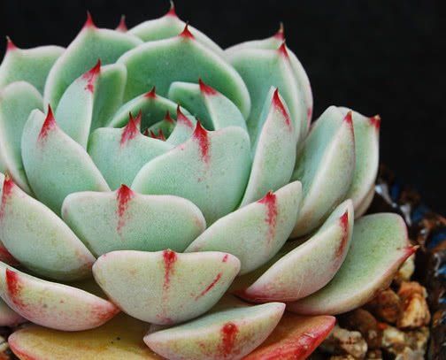 Echeveria - variétés assorties