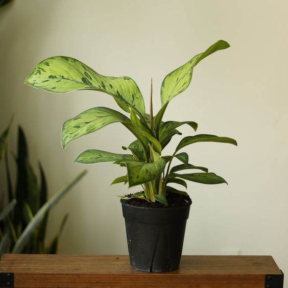 Homalomena 'Selby – FleurExcel Inc.