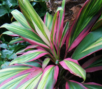 Cordyline Fruticosa Kiwi - Florica