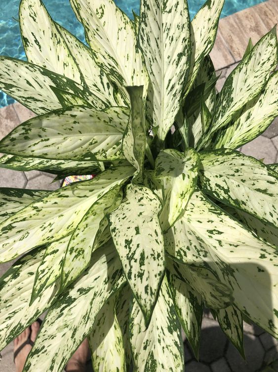 Dieffenbachia 'Vesuvius' – FleurExcel Inc