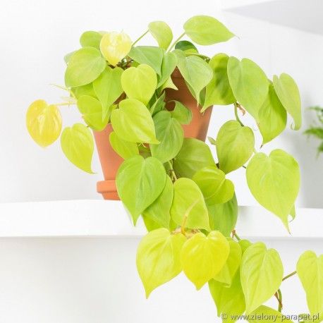 pothos feuilles jaunes Epipremnum aureum Neon (Pothos Néon) – FleurExcel Inc