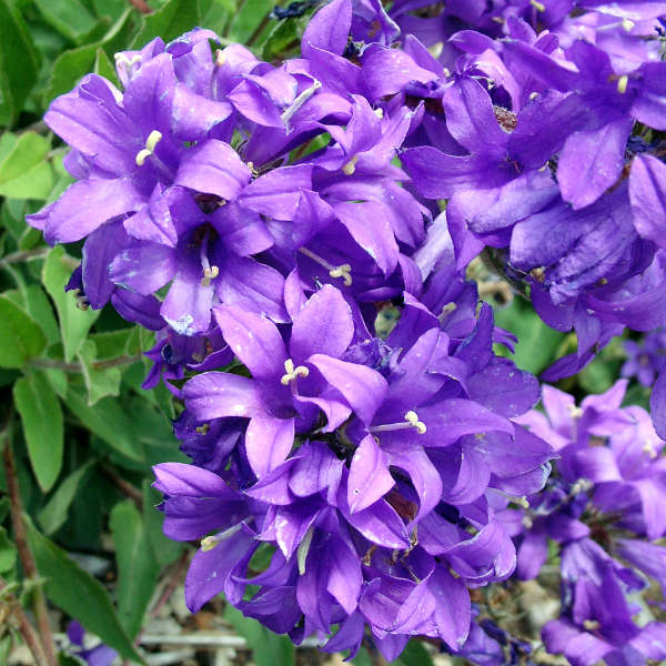 Campanula glomerata 'Joan Elliott'