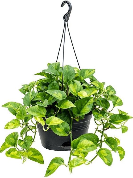 Epipremnum aureum Global Green (Pothos Global Green)