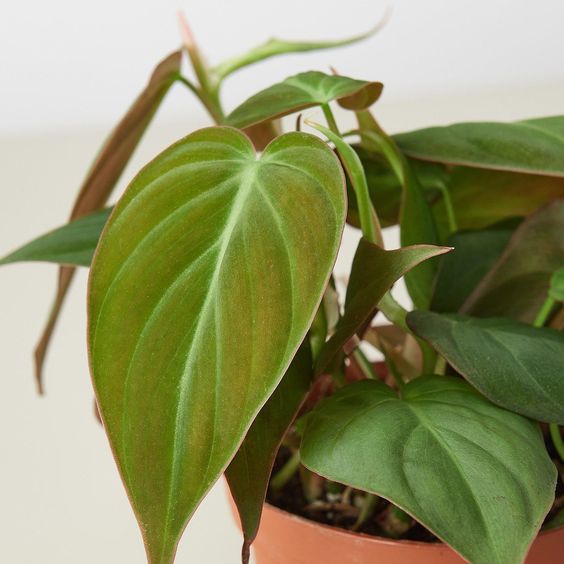 philodendron hederaceum entretien Philodendron hederaceum 'Micans' – FleurExcel Inc