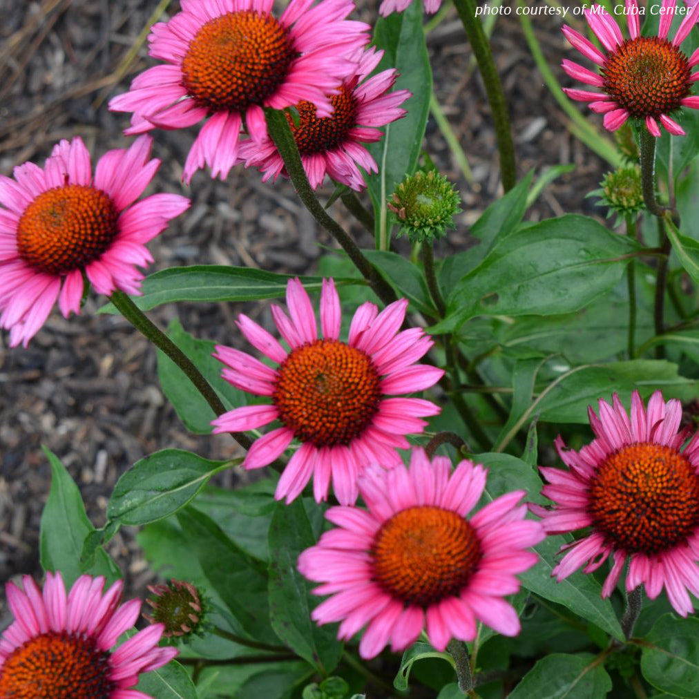 Echinacea Vintage Wine