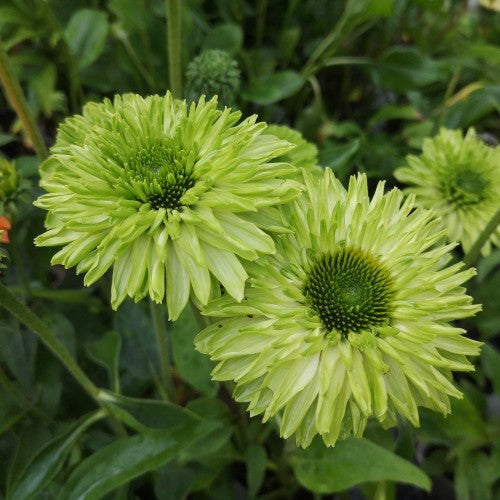 Echinacea Sunseekers® 'Apple Green'