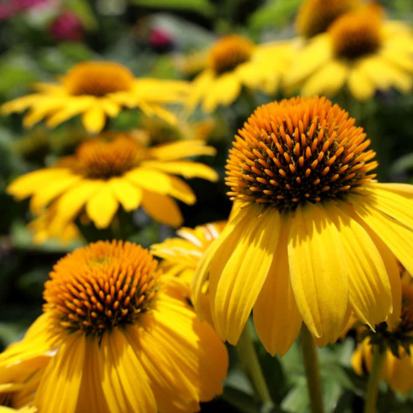 Echinacea lemon yellow